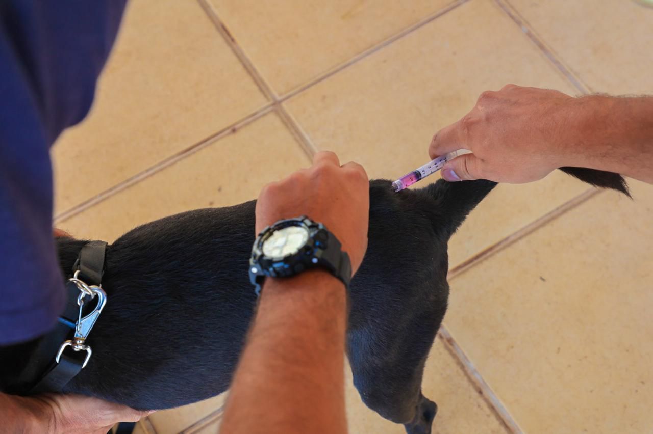 Prefeitura realiza vacinação contra raiva animal em Trindade