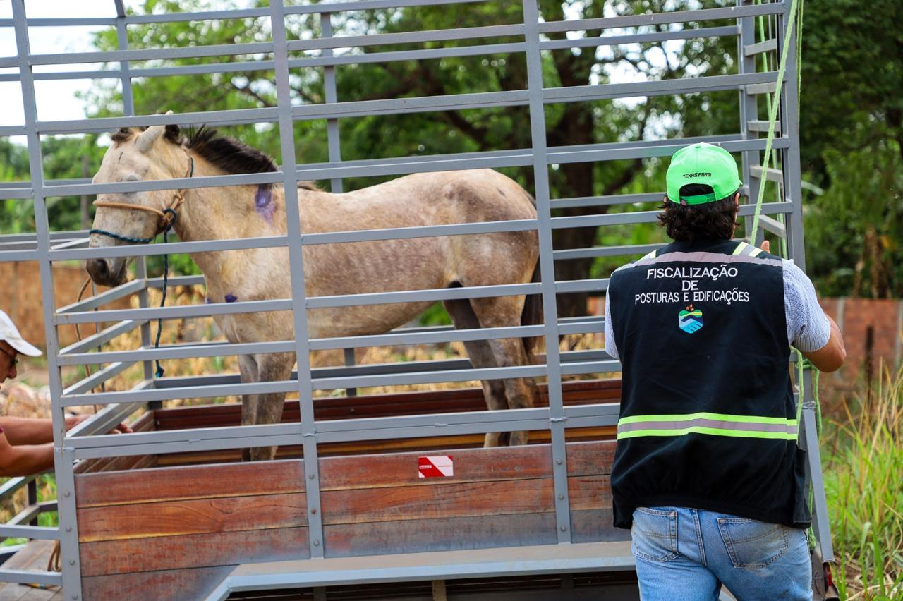 Prefeitura de Trindade inicia operação de recolhimento para proteger animais de grande porte